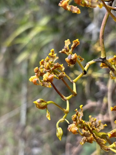 Image of Cyrtochilum cimiciferum by (c) payalm, some rights reserved (CC BY)