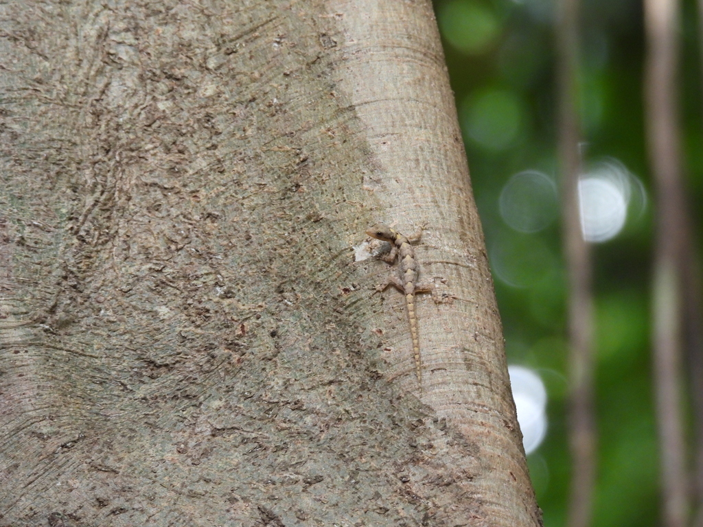 Deraniyagala's Gecko