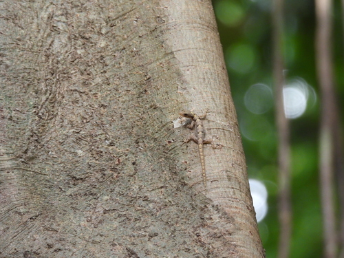 Deraniyagala's Gecko, Cnemaspis podihuna