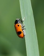 Clytra