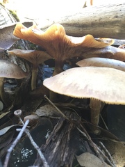 Armillaria novae-zelandiae