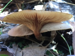 Armillaria novae-zelandiae