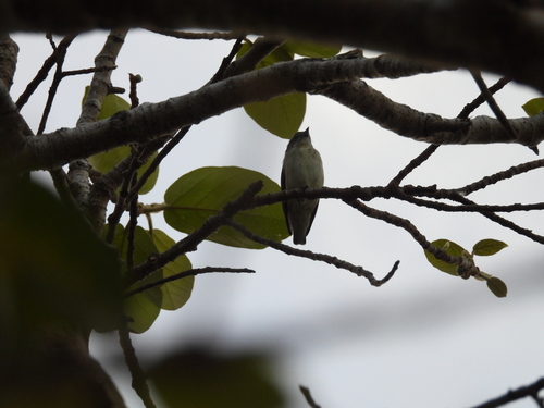 Thick-billed Flowerpecker (Pachyglossa agilis), photo 7