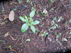 Dysoxylum spectabile