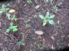 Dysoxylum spectabile