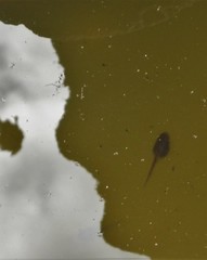 Pseudacris regilla