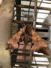 Marumba echephron