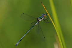 Lestes dryas