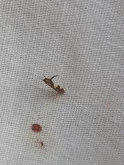 Caloptilia bimaculatella