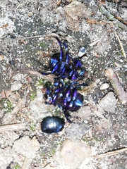 Anoplotrupes stercorosus