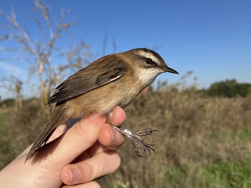 Moustached Warbler, Lake Ludas, Subotica, Ap Vojvodina, RS, photo 10 of 10