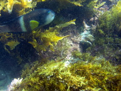 Notolabrus tetricus