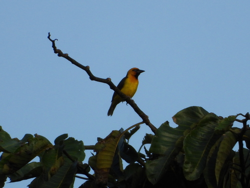 Spectacled Weaver