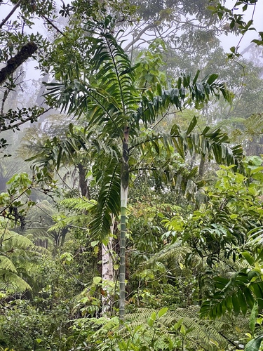 Dypsis lanceolata