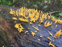 Calocera sinensis