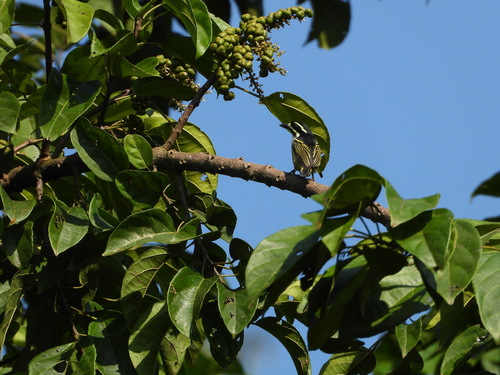 Yellow-rumped Tinkerbird