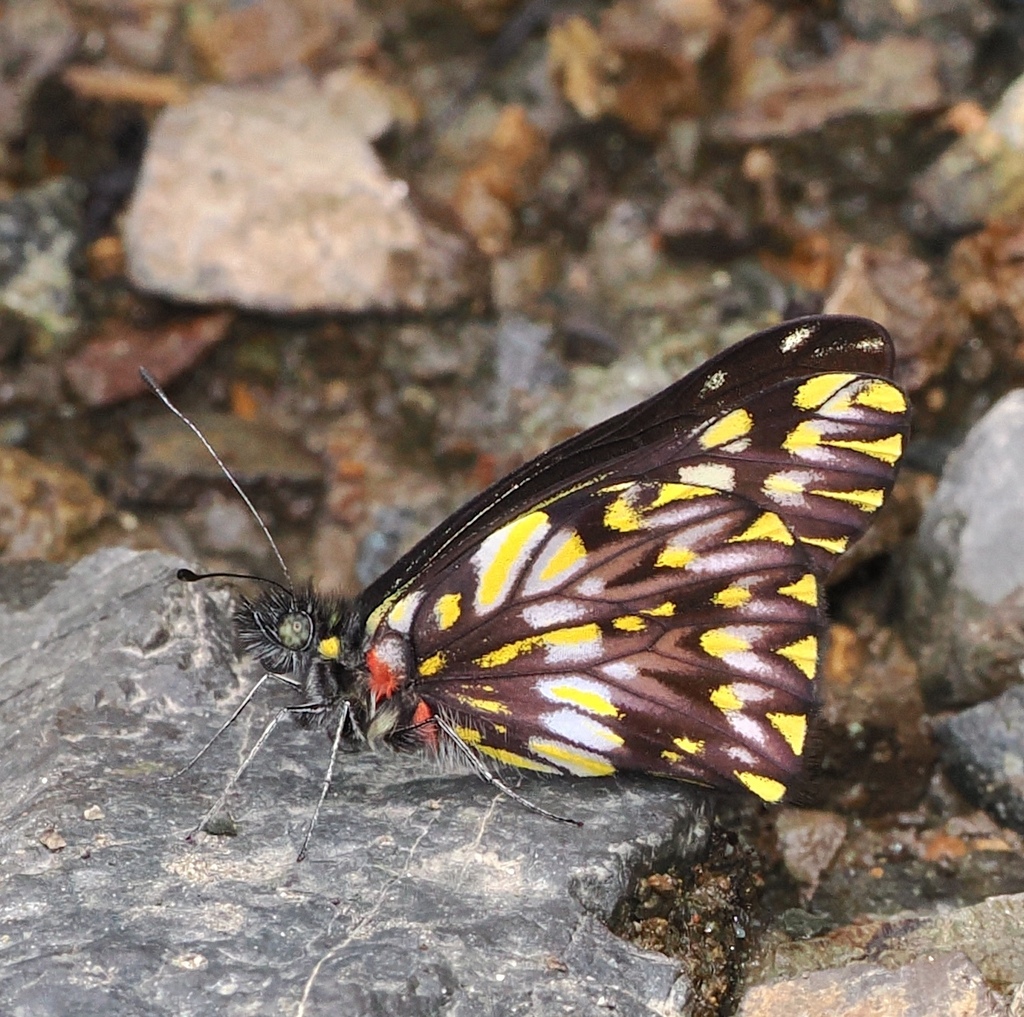 Catasticta philone