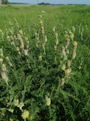 Astragalus alopecurus