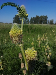 Astragalus alopecurus