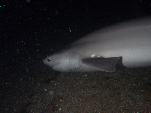 6-gilled shark (Hexanchus griseus) — Hexanchidae