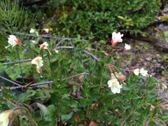 Epilobium luteum