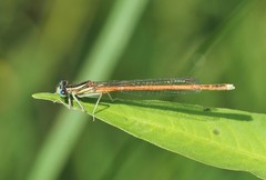 Platycnemis acutipennis