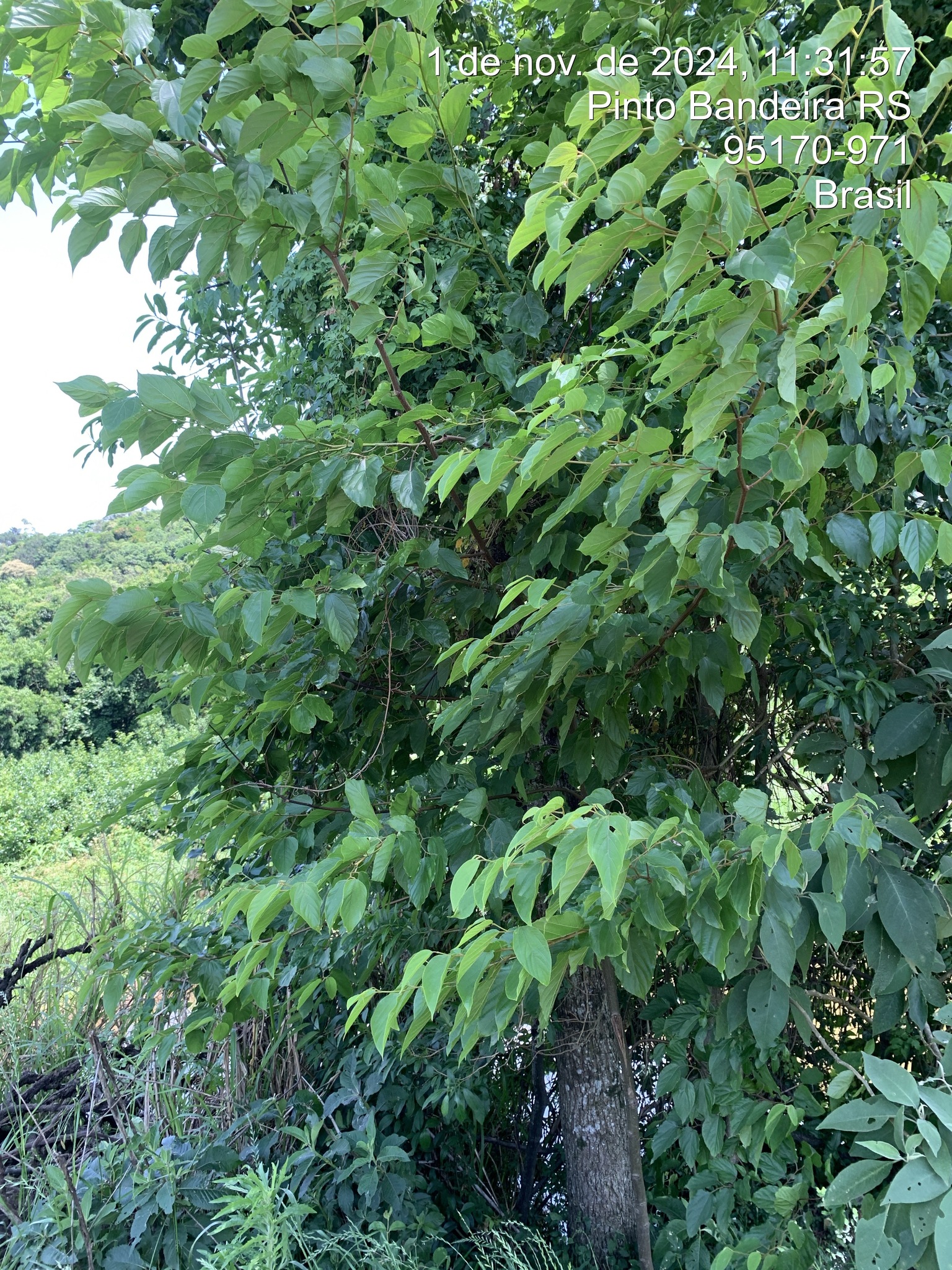 Hovenia dulcis