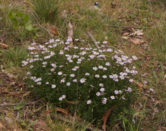 Brachyscome multifida