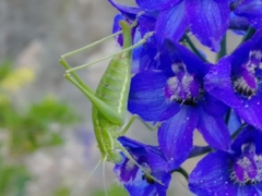 Poecilimon intermedius