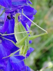 Poecilimon intermedius