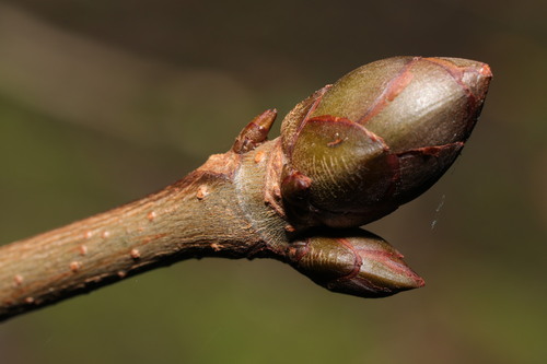 Aesculus hippocastanum