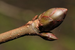 Aesculus hippocastanum