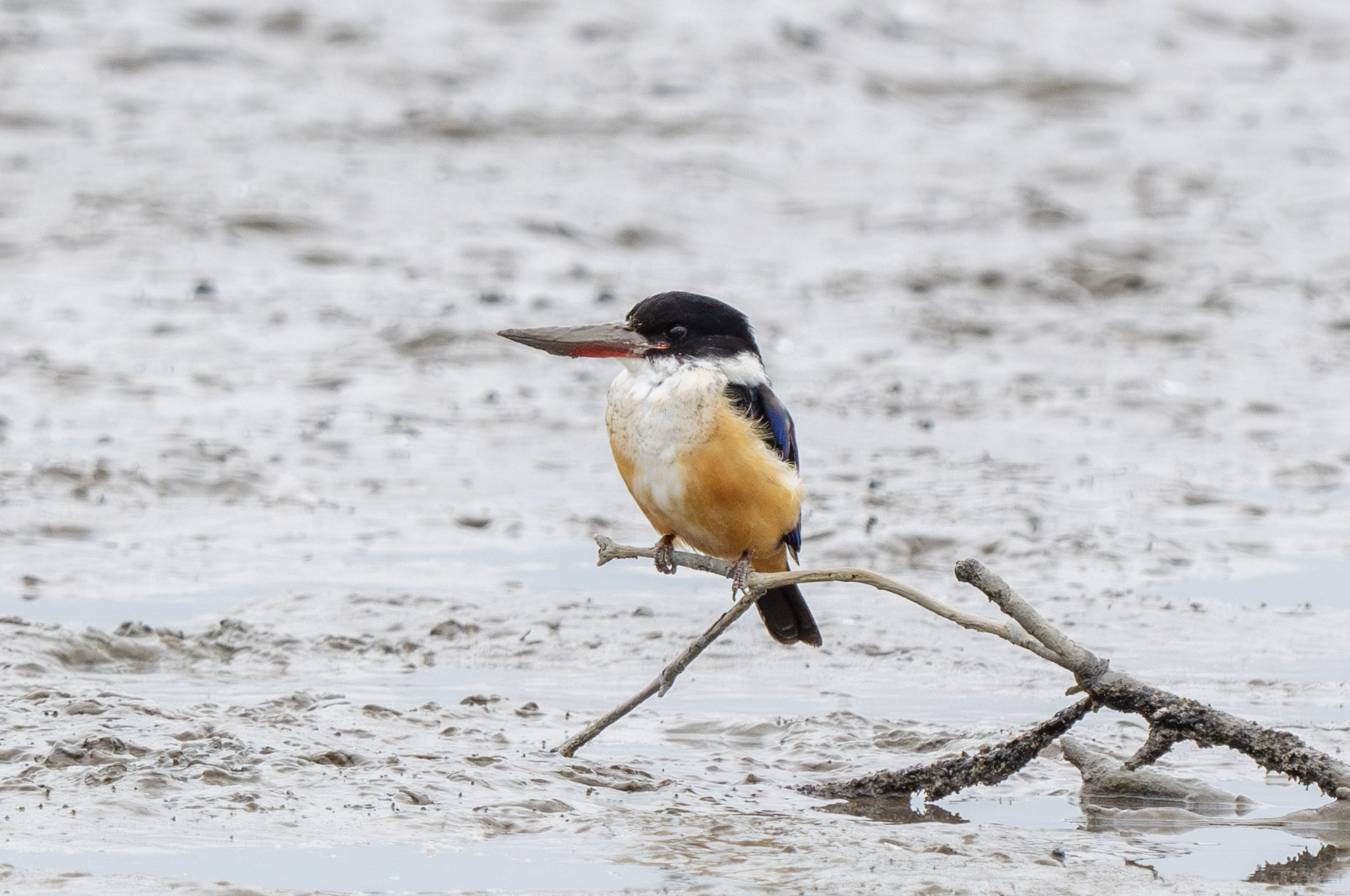 Black-capped Kingfisher