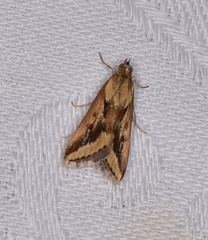 Achyra massalis