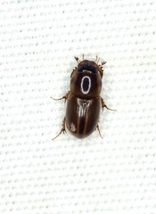 Aphodius