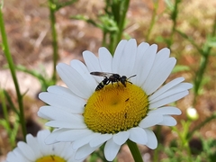 Philanthus bilunatus