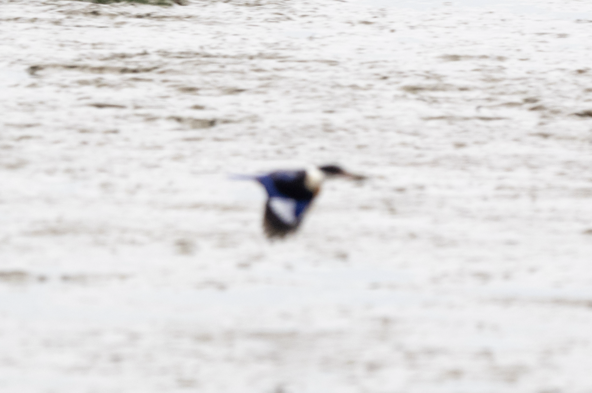 Black-capped Kingfisher