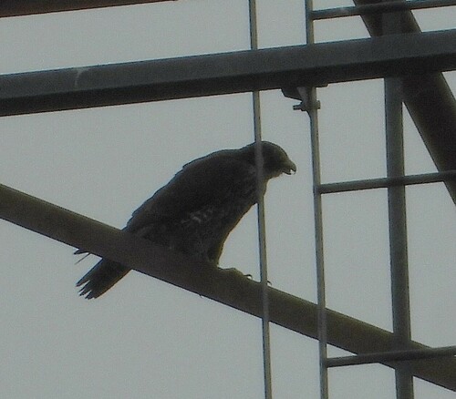 Peregrine Falcon