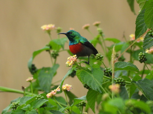 Olive-bellied Sunbird