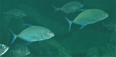 Ferdauia orthogrammus