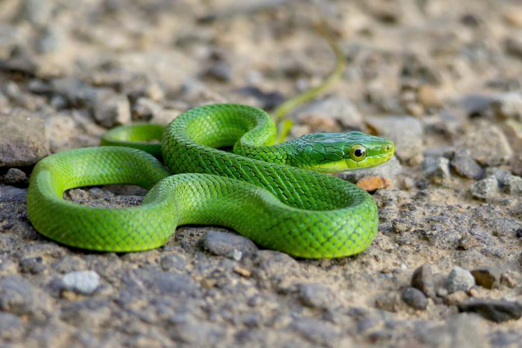 Green Bush Rat Snake
