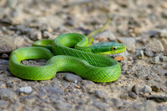 Green Bush Rat Snake photo 1
