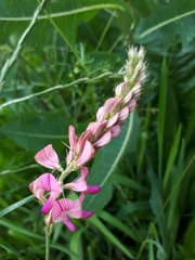 Onobrychis viciifolia