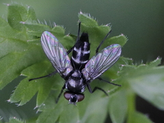 Gastrolepta anthracina