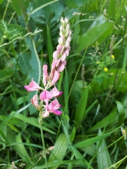 Onobrychis viciifolia
