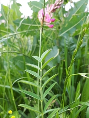 Onobrychis viciifolia