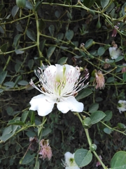 Capparis spinosa herbacea