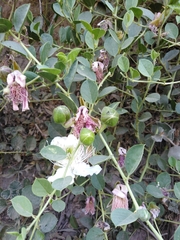 Capparis spinosa herbacea