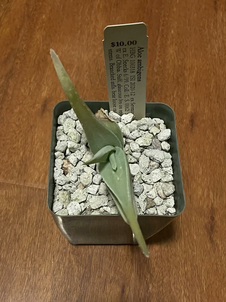 Aloe ambigens