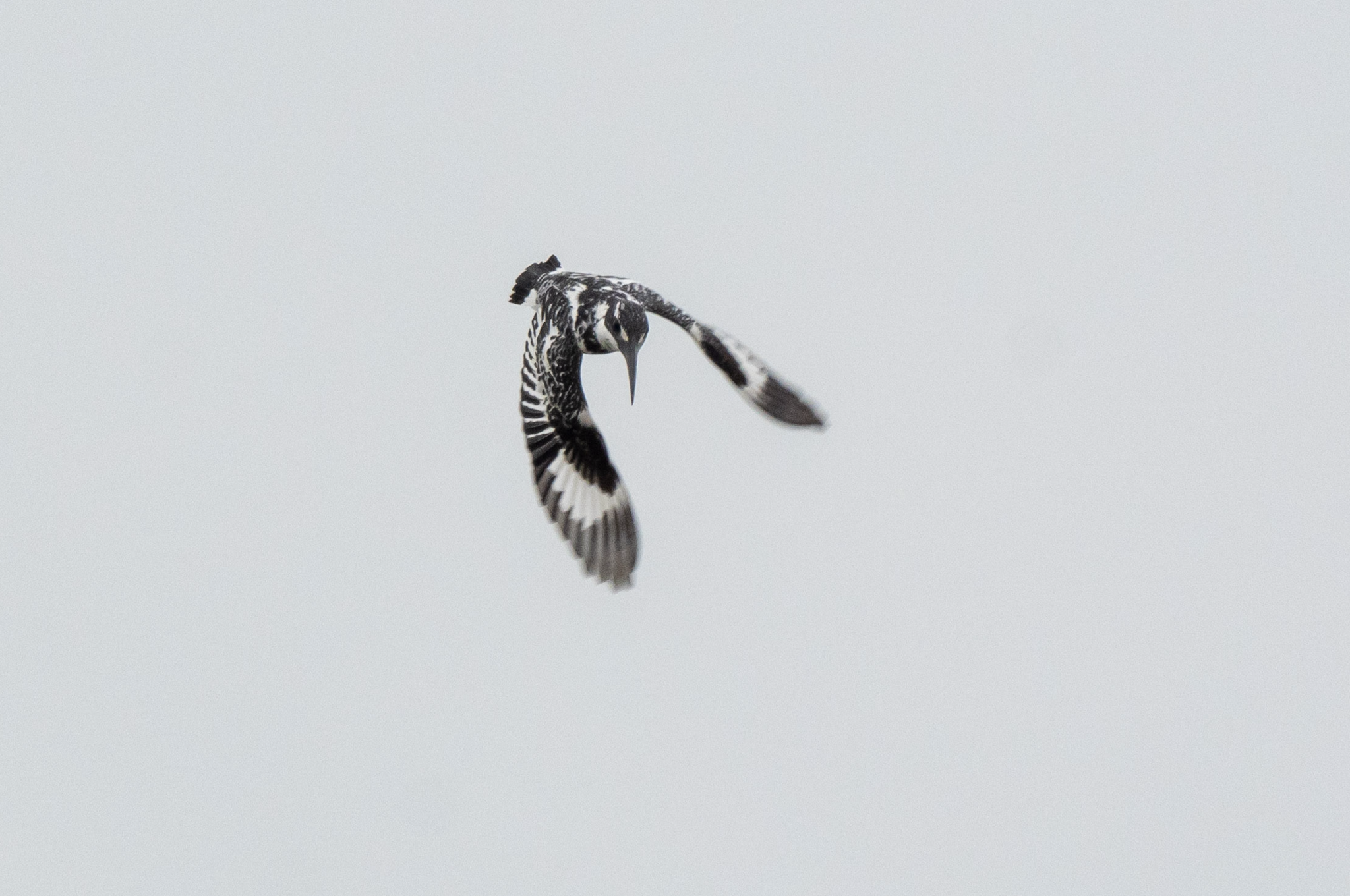Pied Kingfisher